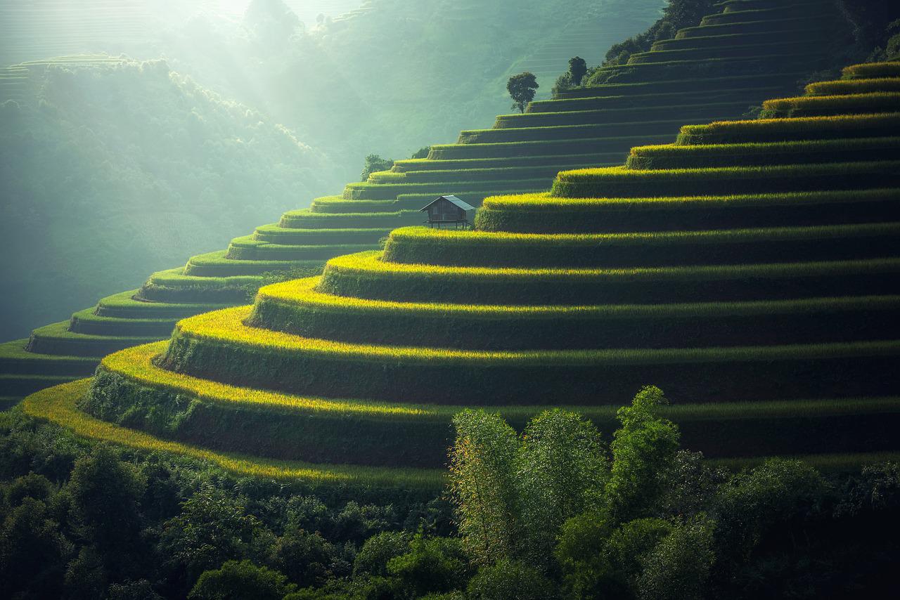 rice field